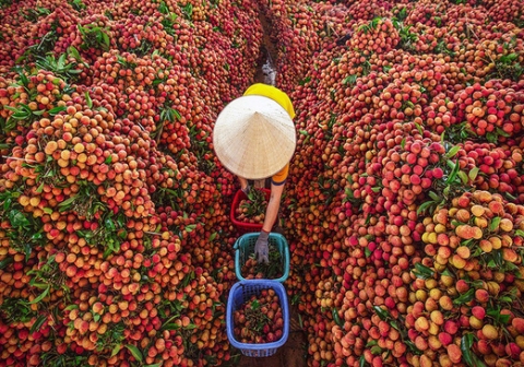 [Market News] Tăng cường xúc tiến thương mại, đẩy mạnh xuất khẩu quả vải