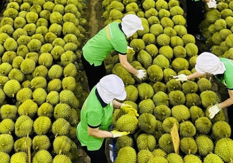 [Market News] Việt Nam lập kỷ lục, xuất khẩu sầu riêng hướng tới cột mốc mới năm 2023