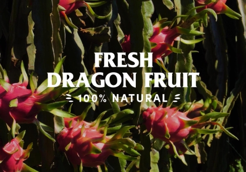 Thanh Long Trắng xuất khẩu Hàn Quốc tại Saola Farm