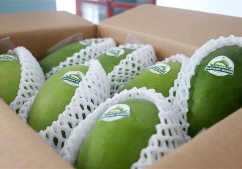 [Market News] Cần Thơ lần đầu tiên xuất khẩu lô xoài tượng da xanh sang Mỹ và Australia