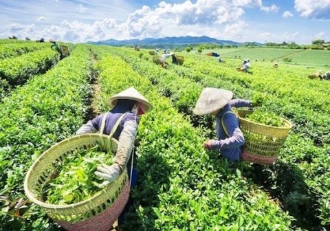 [Market News] Chè đứng top 5 thế giới, 2 tháng thu về gần 30 triệu USD