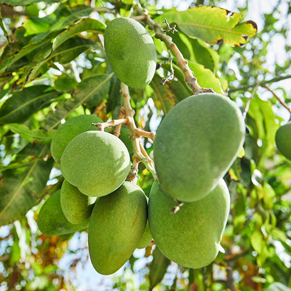 Xoài Keo Xanh