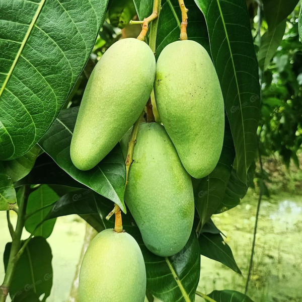 Xoài Tượng Xanh