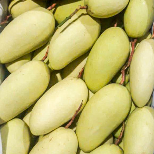 Xoài Tượng Vàng
