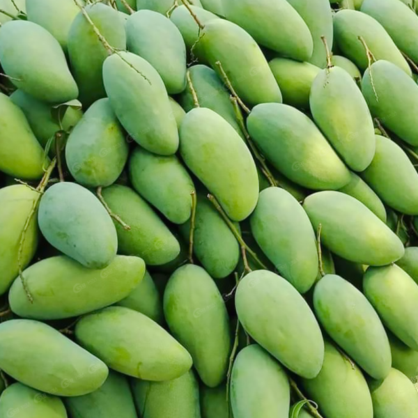 Xoài Tượng Xanh