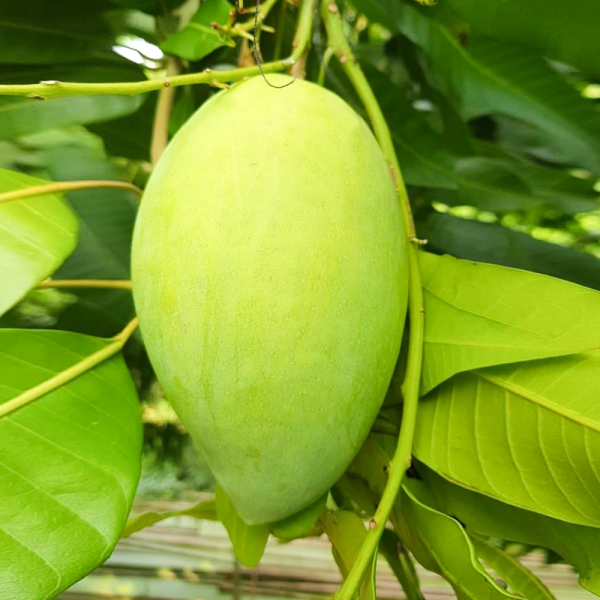 Xoài Cát Hòa Lộc