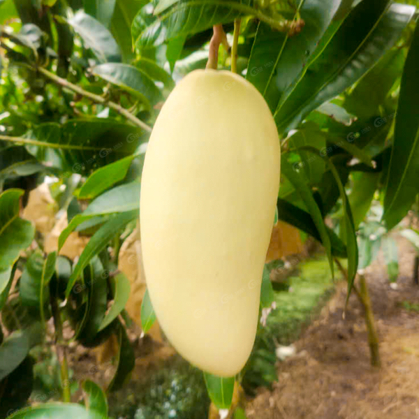 Xoài Tượng Vàng