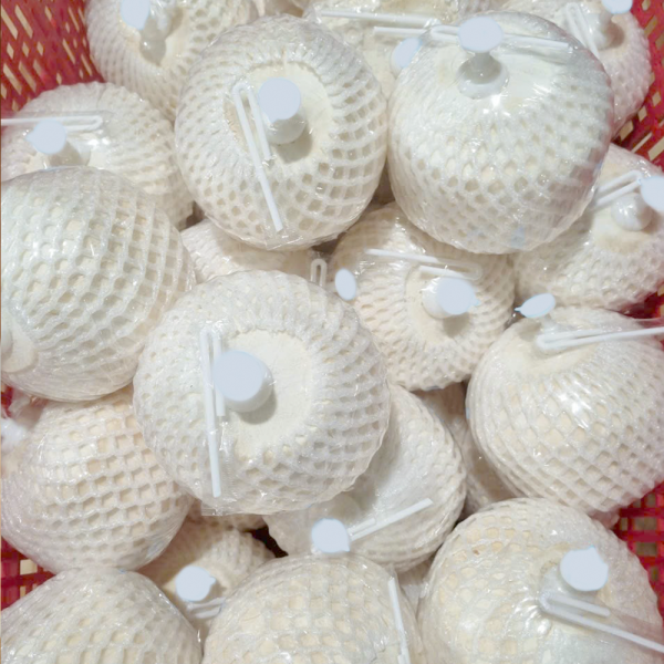 Dừa Đóng Nút