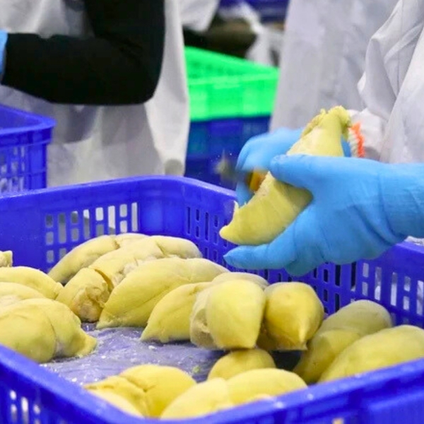 Sầu Riêng Đông Lạnh IQF