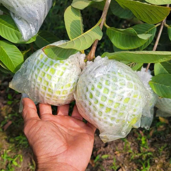 Ổi Lê